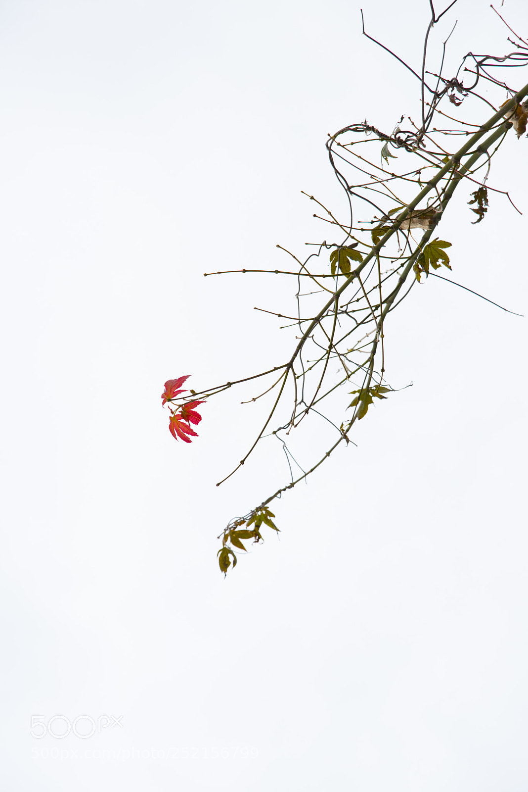 Nikon D810 sample photo. Untitled photography