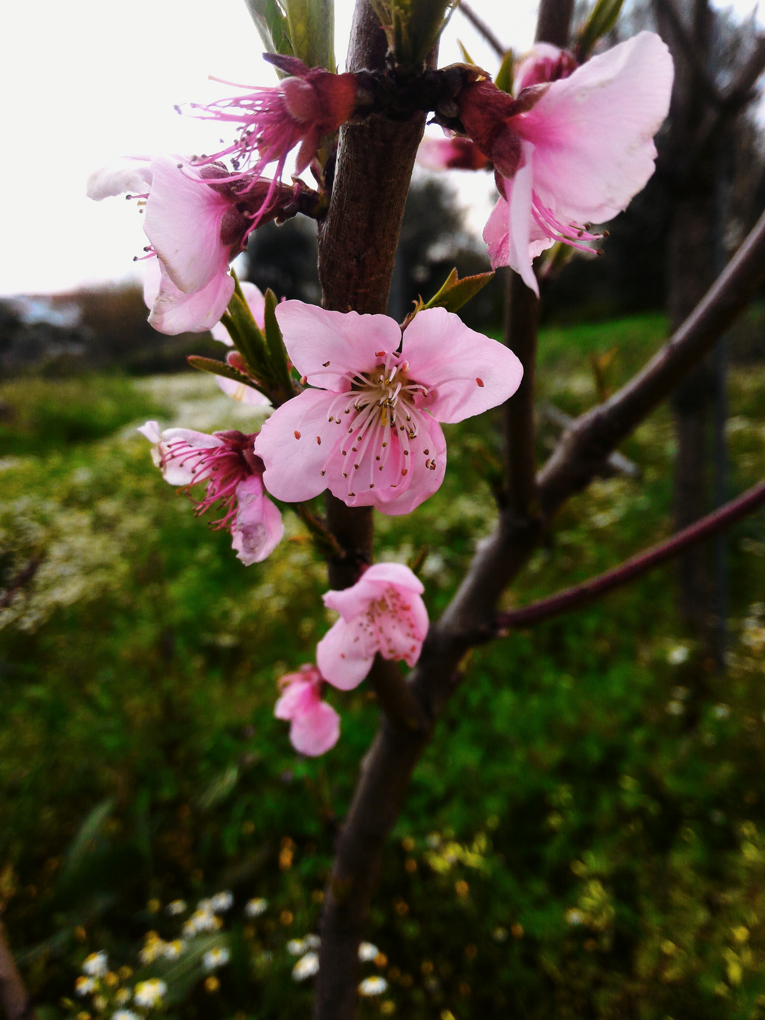 ASUS ZenFone 2 (ZE551ML) sample photo. Peach flower photography