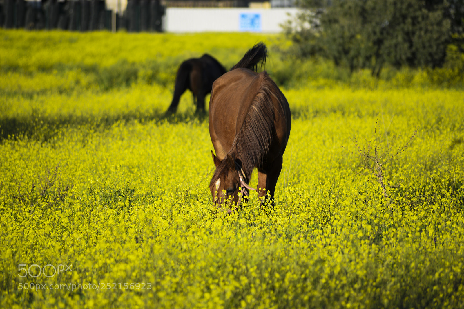 Nikon D610 sample photo. The horse photography