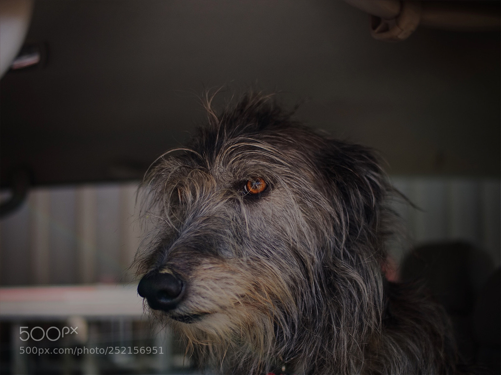 Olympus OM-D E-M10 sample photo. Hound photography