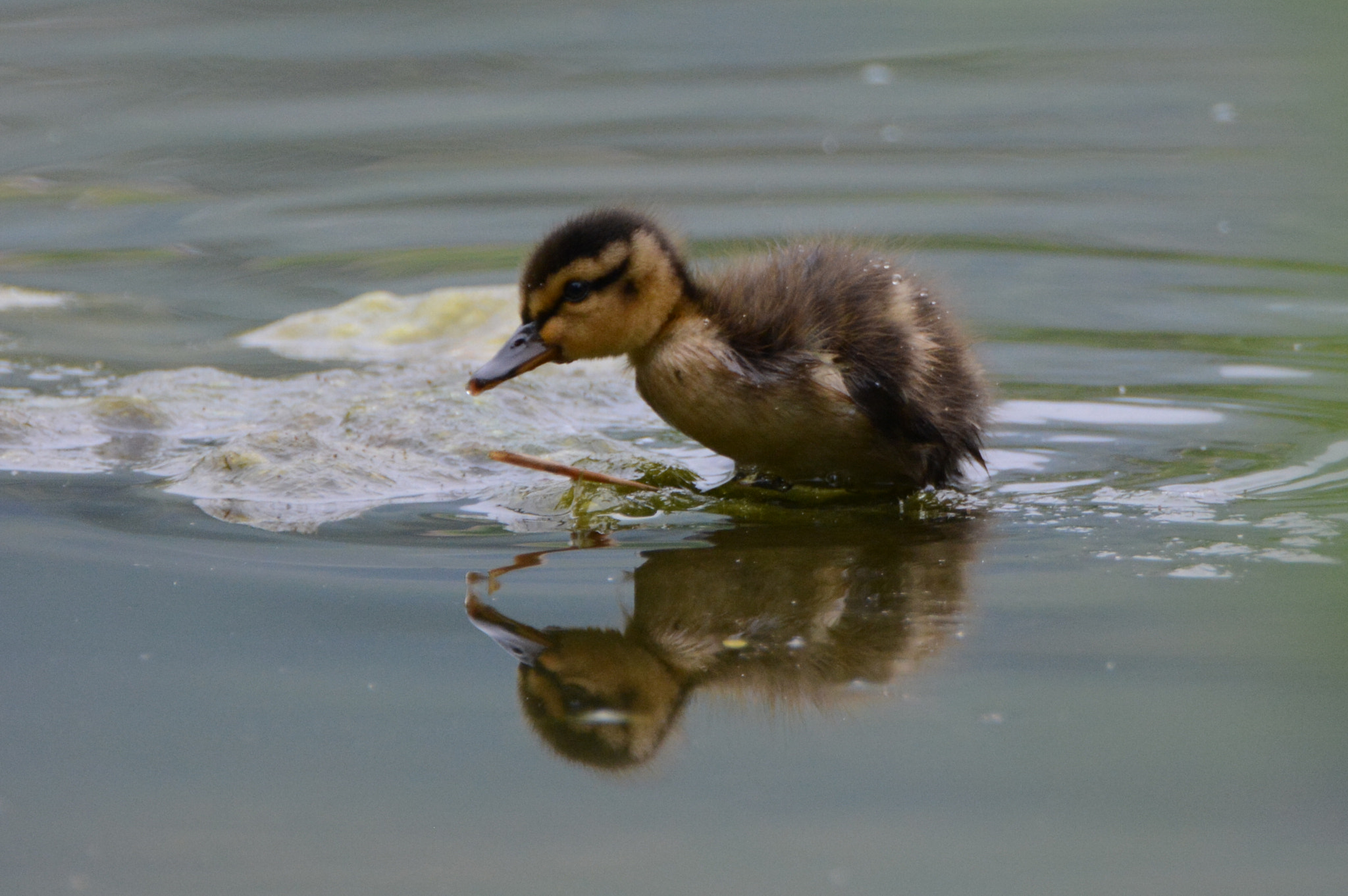 Nikon D5200 sample photo. Walking on the water photography
