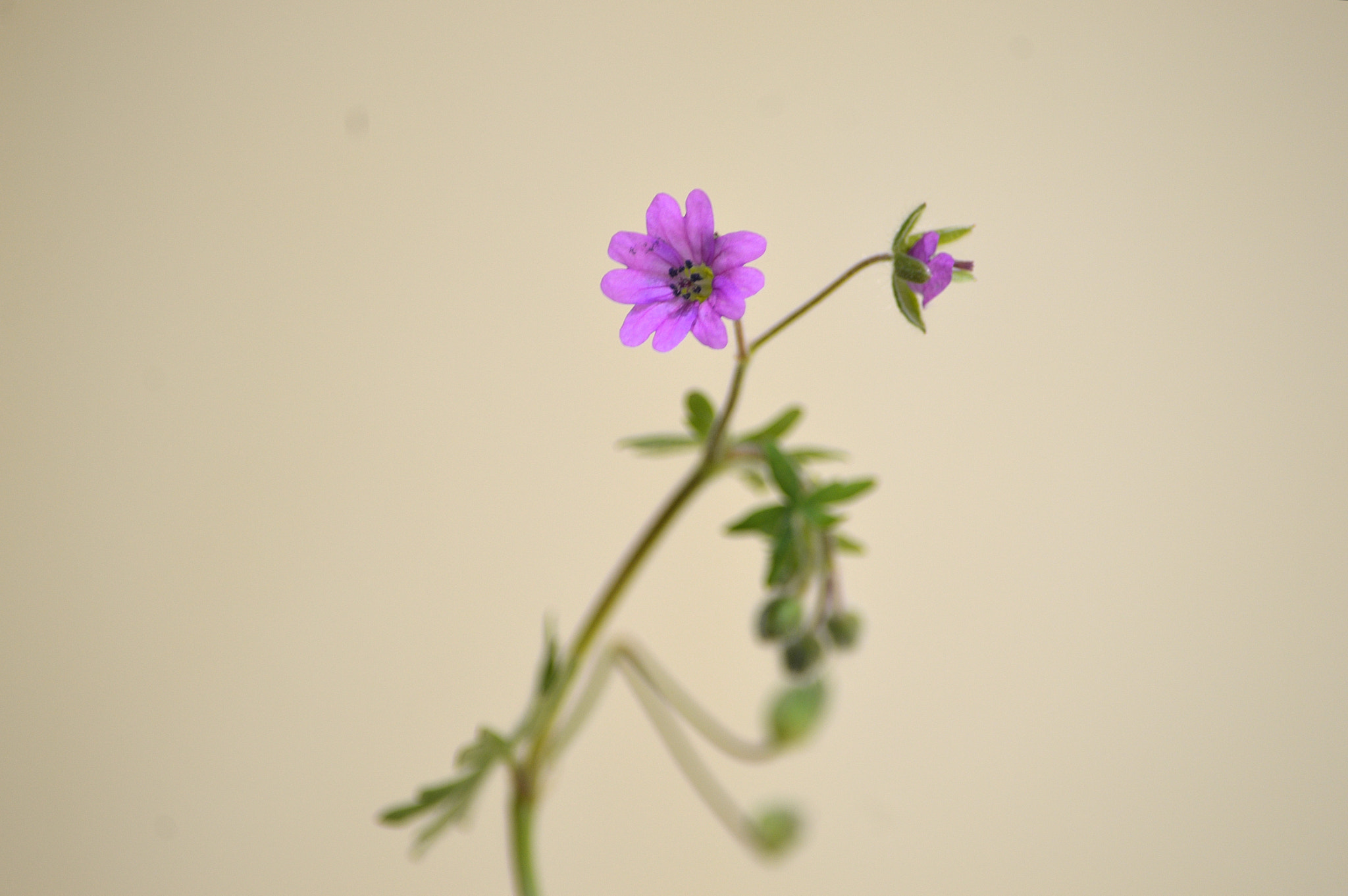 Nikon D3200 sample photo. Wildflowers photography