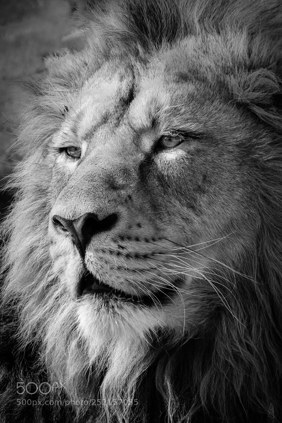Fujifilm X-T2 sample photo. Lion king photography