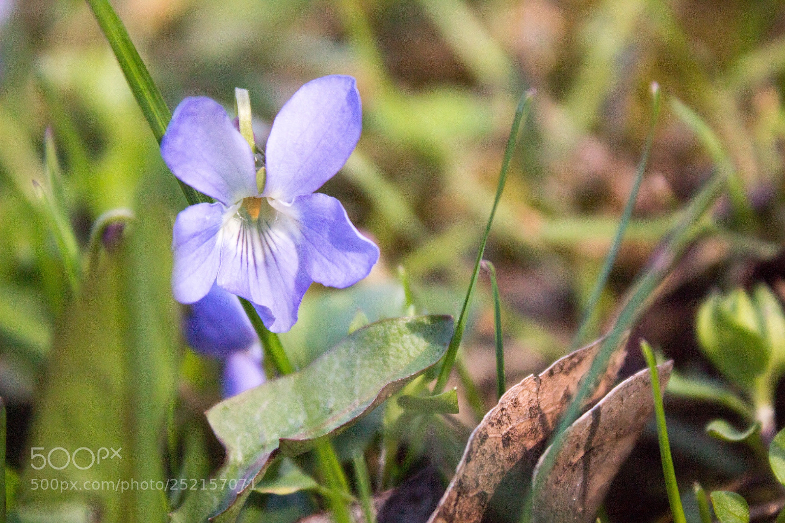 Canon EOS 1300D (EOS Rebel T6 / EOS Kiss X80) sample photo. Viola odorata photography