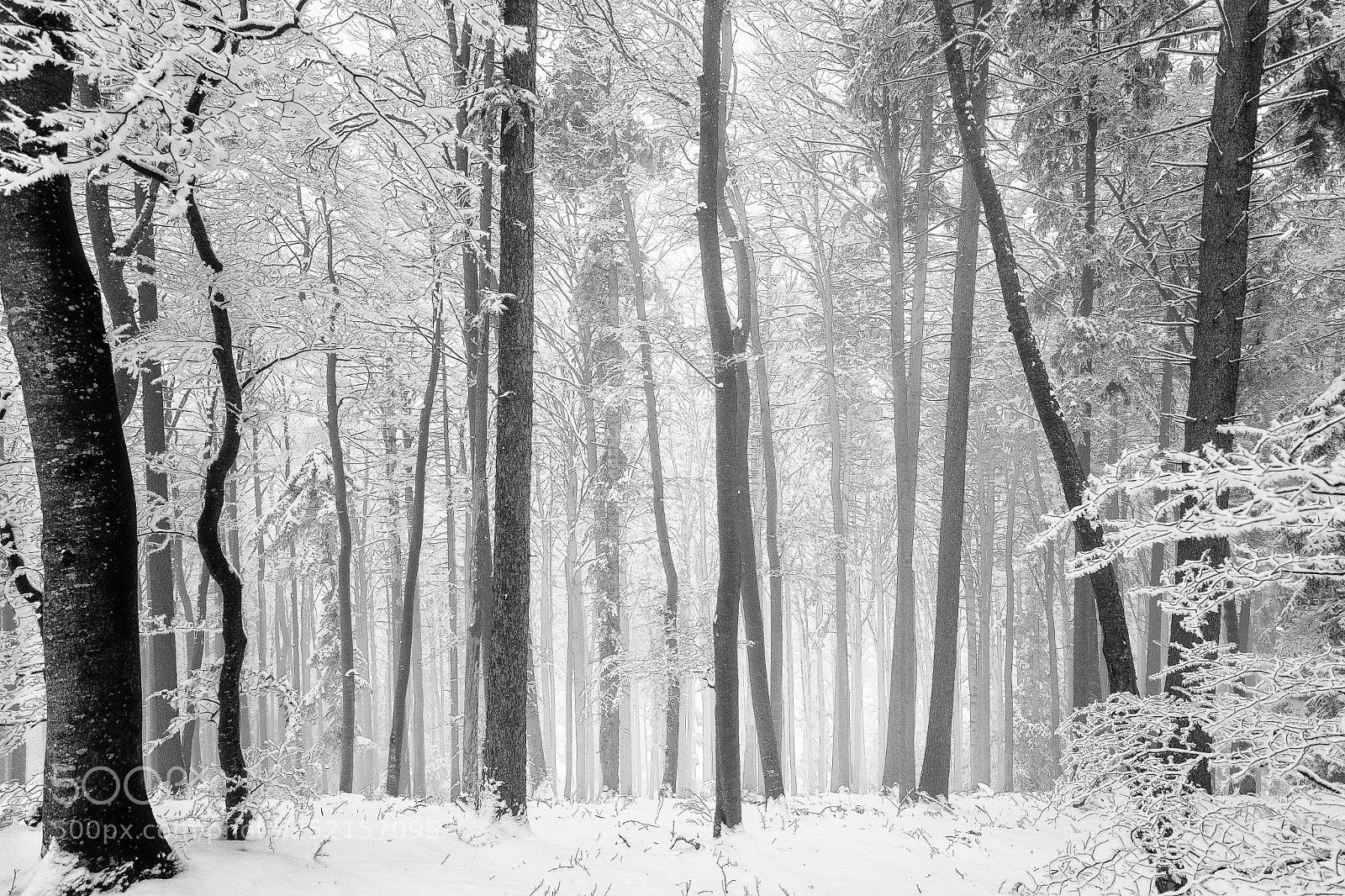 Sony SLT-A99V sample photo. Rising fog photography
