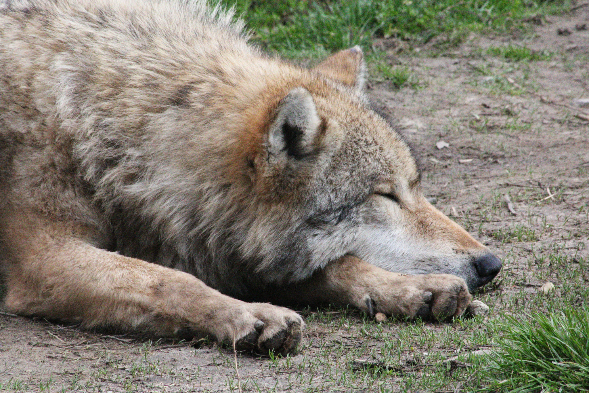 Canon EOS 70D sample photo. Wolf relax photography