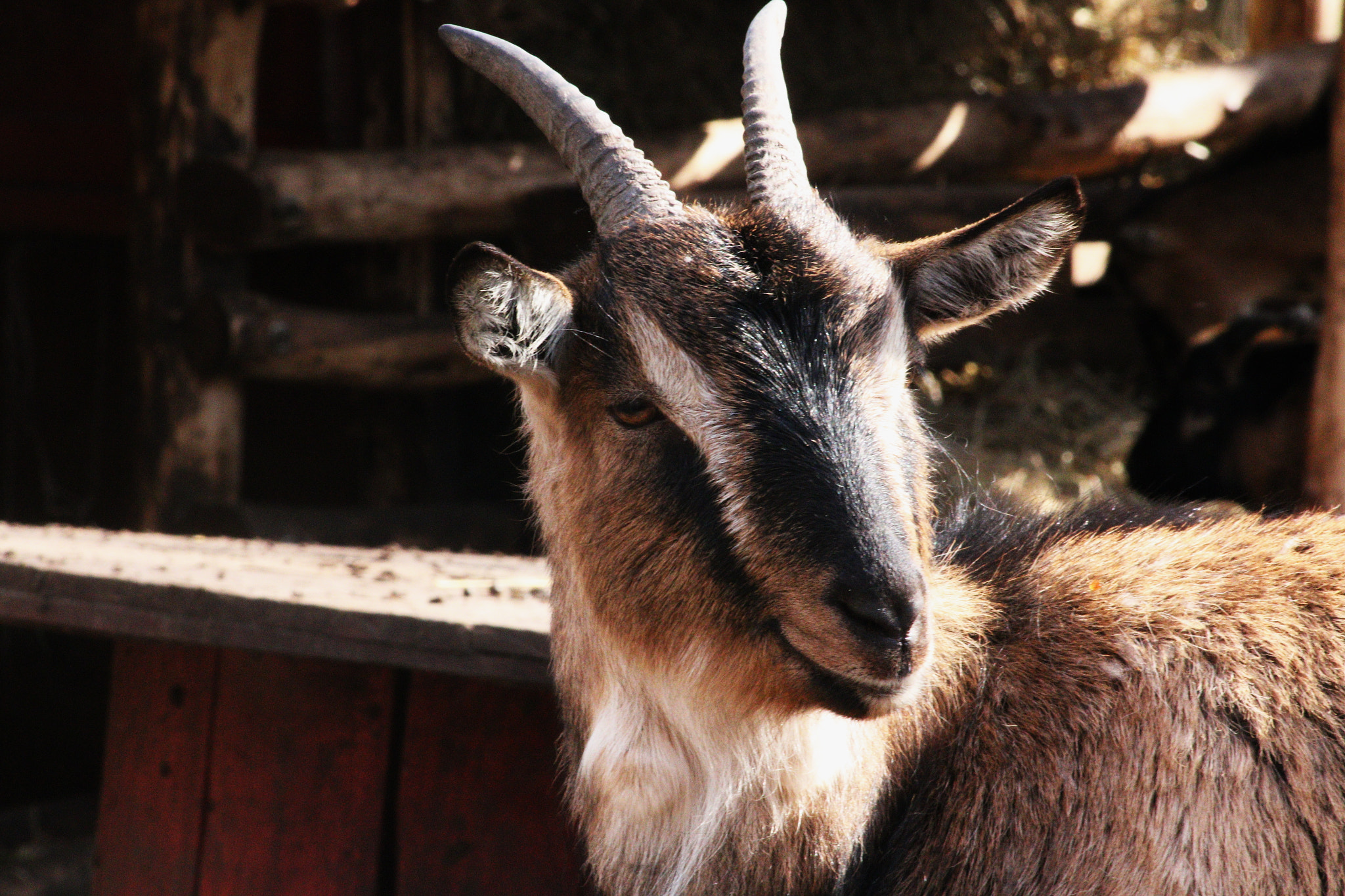 Canon EOS 70D sample photo. Posing goat photography