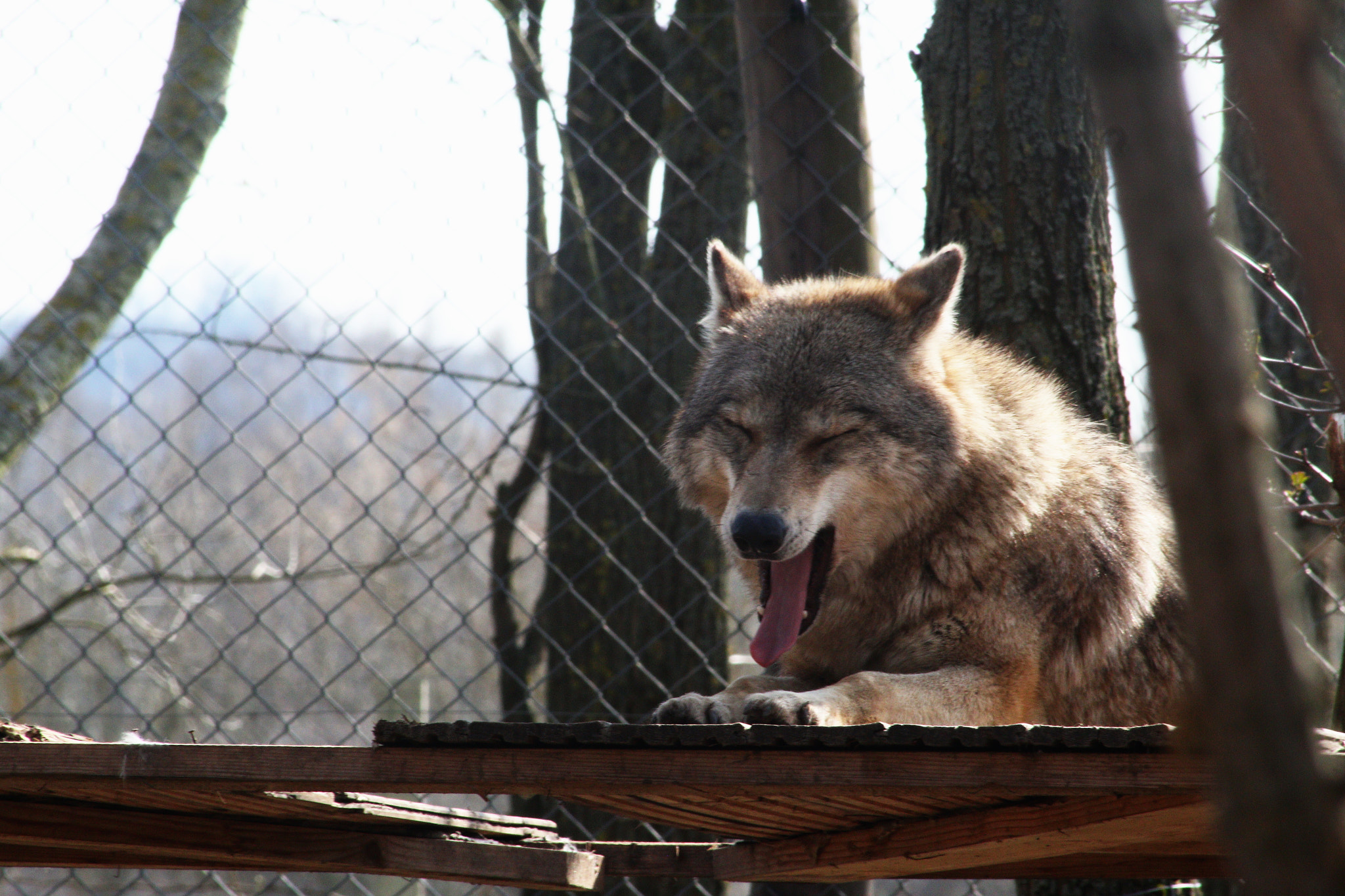 Canon EOS 70D sample photo. Sleepy predator photography