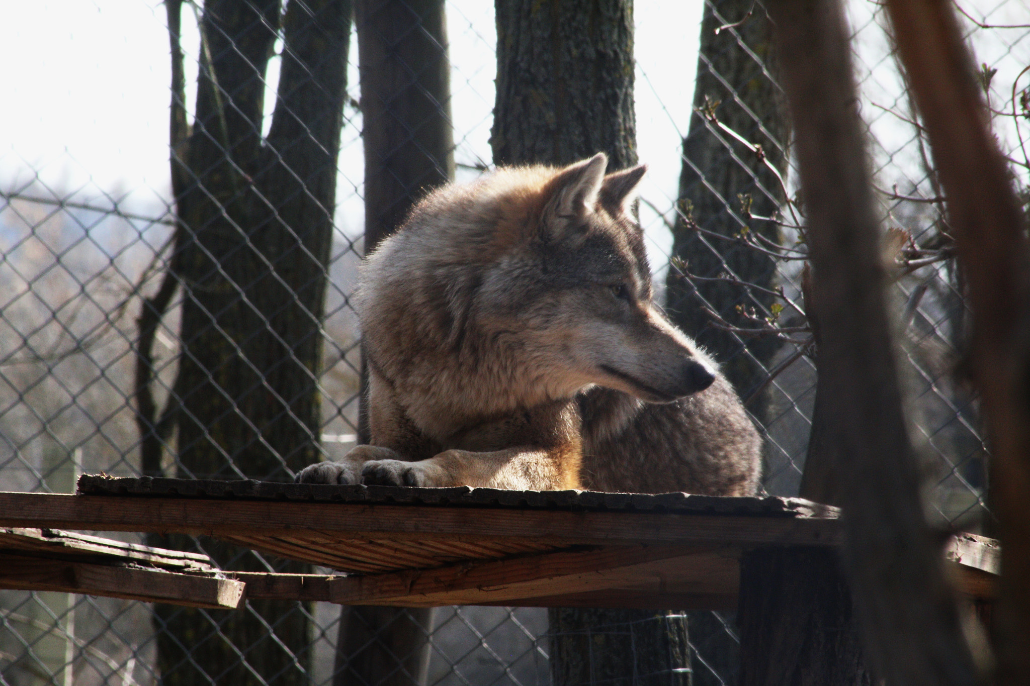 Canon EOS 70D sample photo. The predator photography