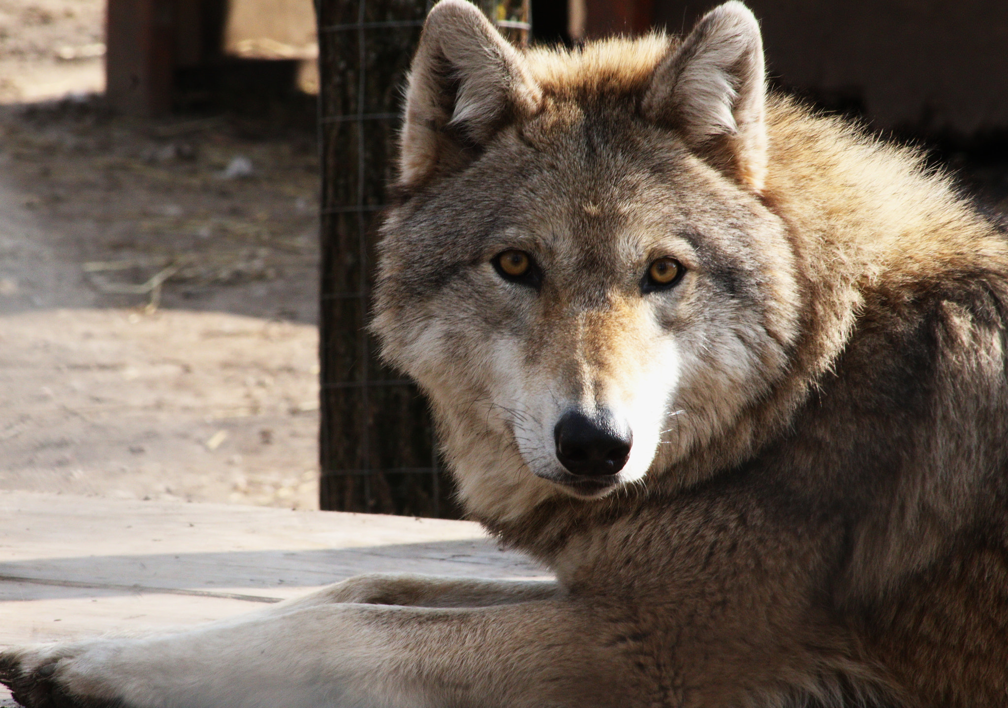 Canon EOS 70D sample photo. Wolf eyes photography