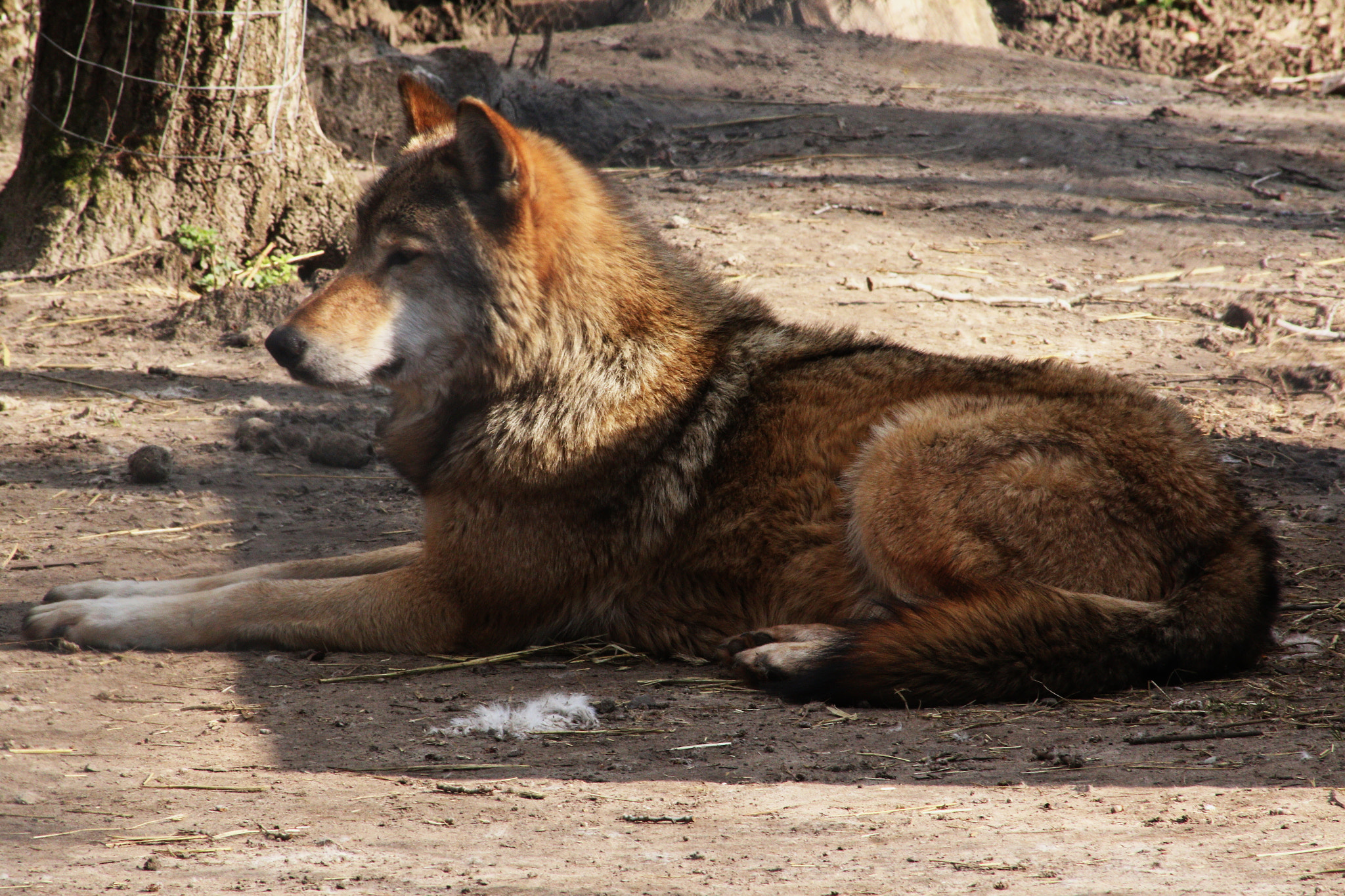 Canon EOS 70D sample photo. Wolf photography