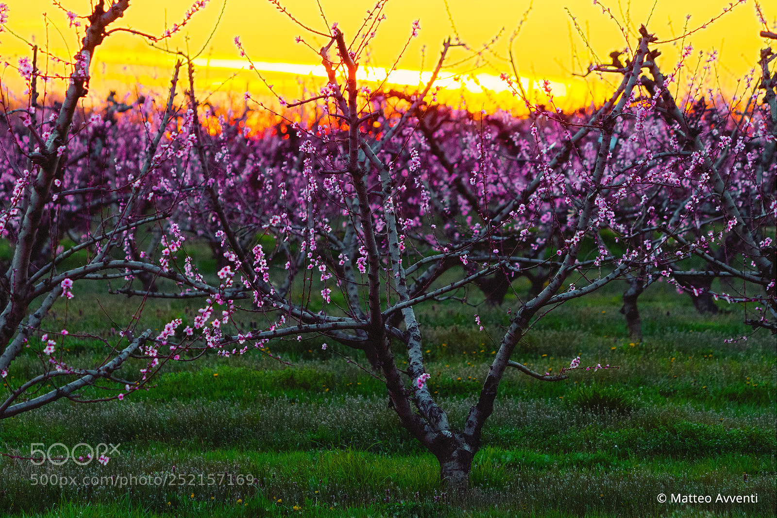 Canon EOS 70D sample photo. Blooming peach trees close photography