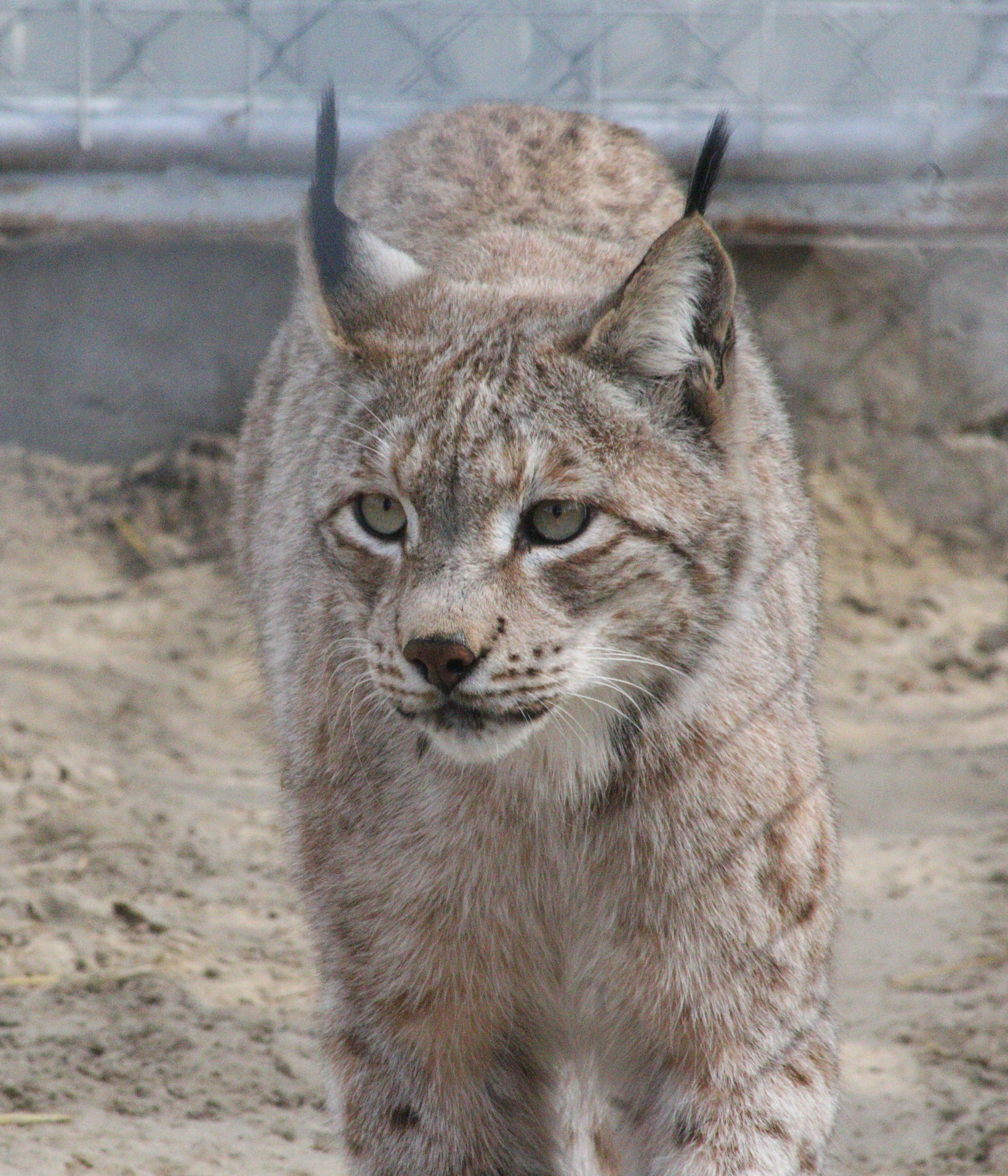 Canon EOS 70D sample photo. Bobcat photography