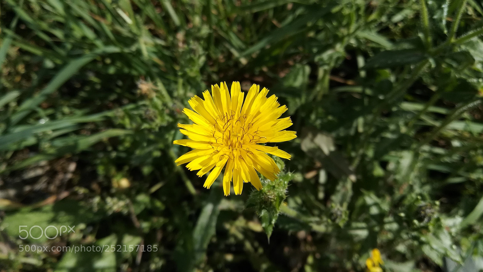 HUAWEI P10 lite sample photo. Yellow flower photography
