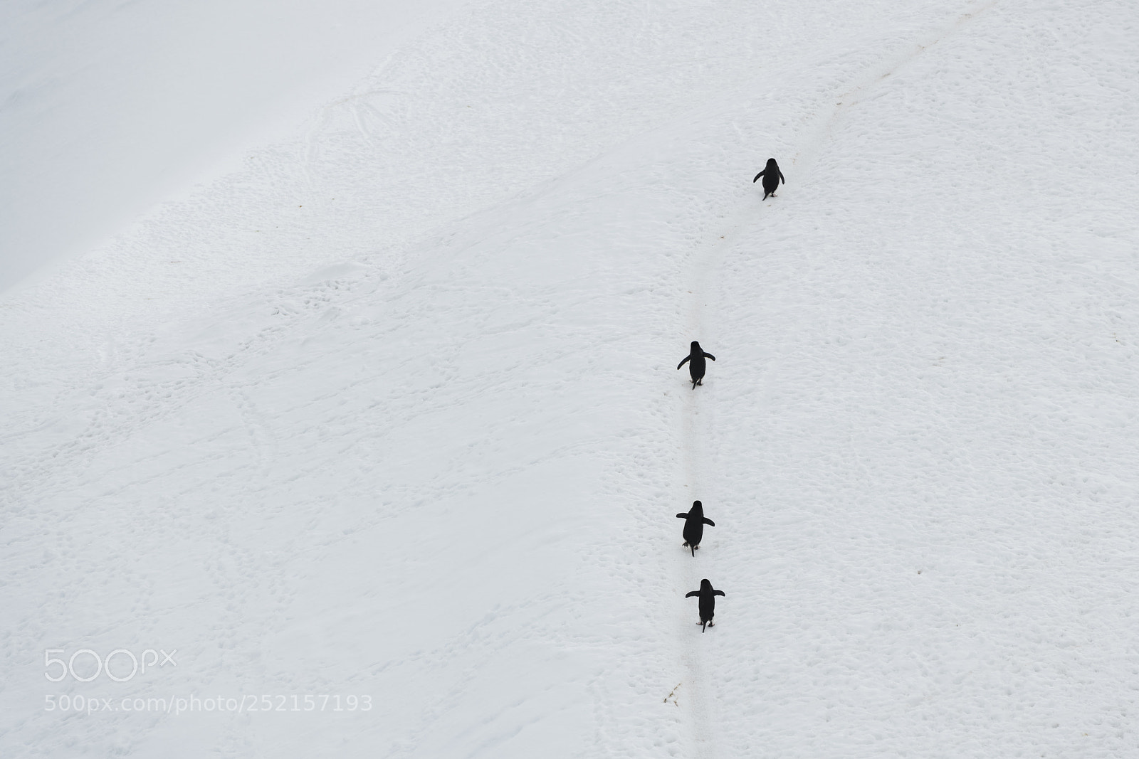 Nikon D850 sample photo. Chinstrap penguins, antarctica. photography