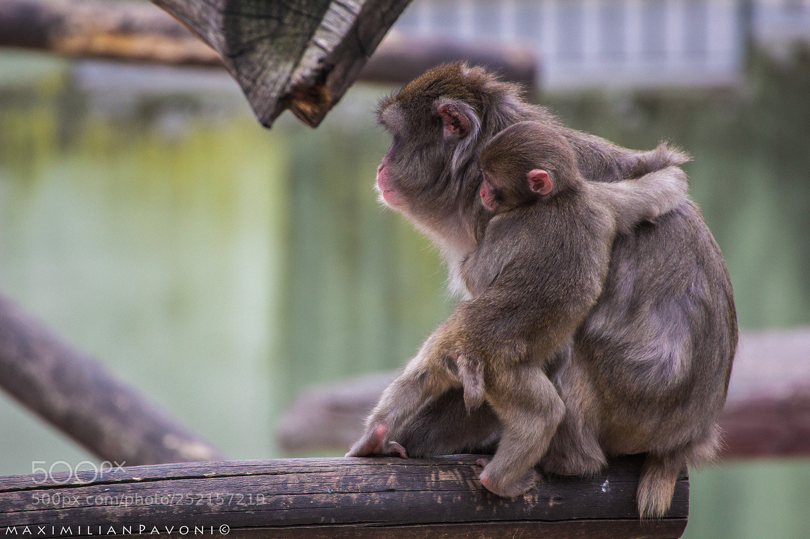 Canon EOS 600D (Rebel EOS T3i / EOS Kiss X5) sample photo. Primordial love photography