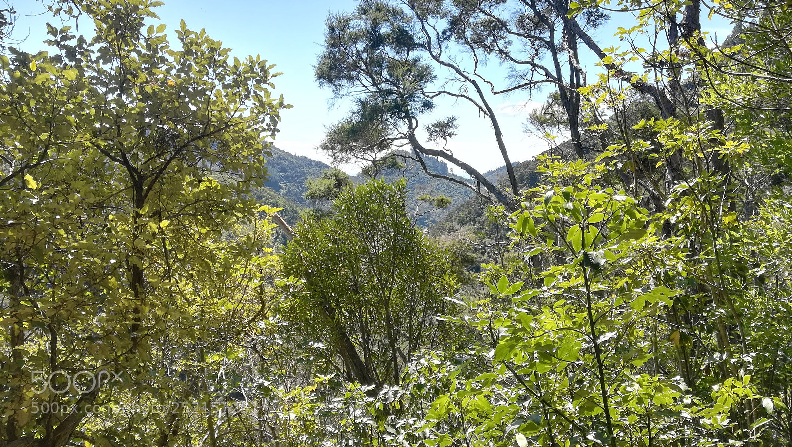 HUAWEI P10 lite sample photo. Bush photography