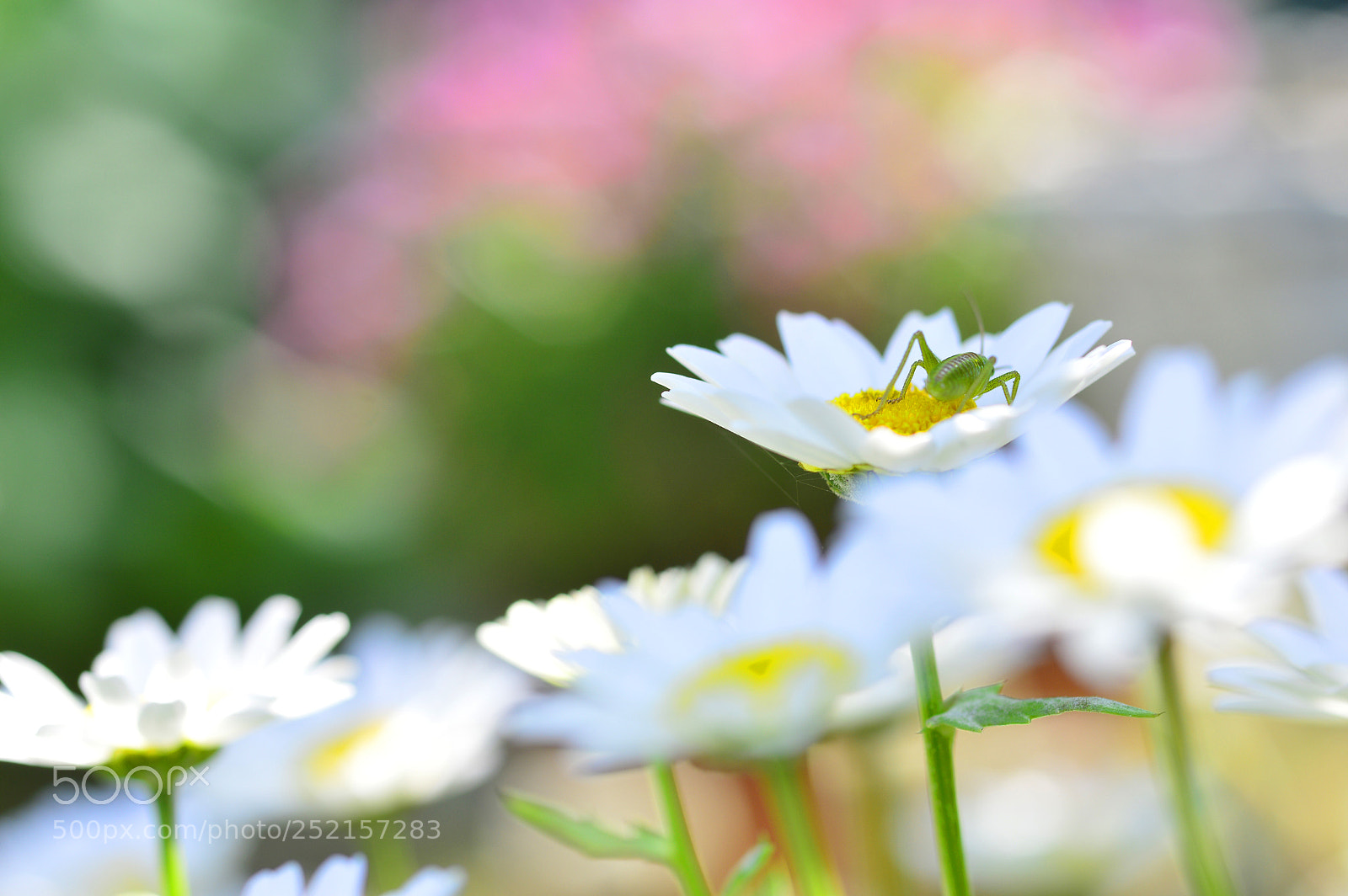 Nikon D3200 sample photo. Spring nature......macro photography