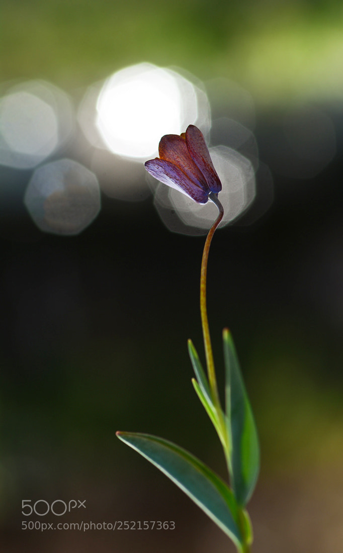Nikon D7100 sample photo. Lale photography