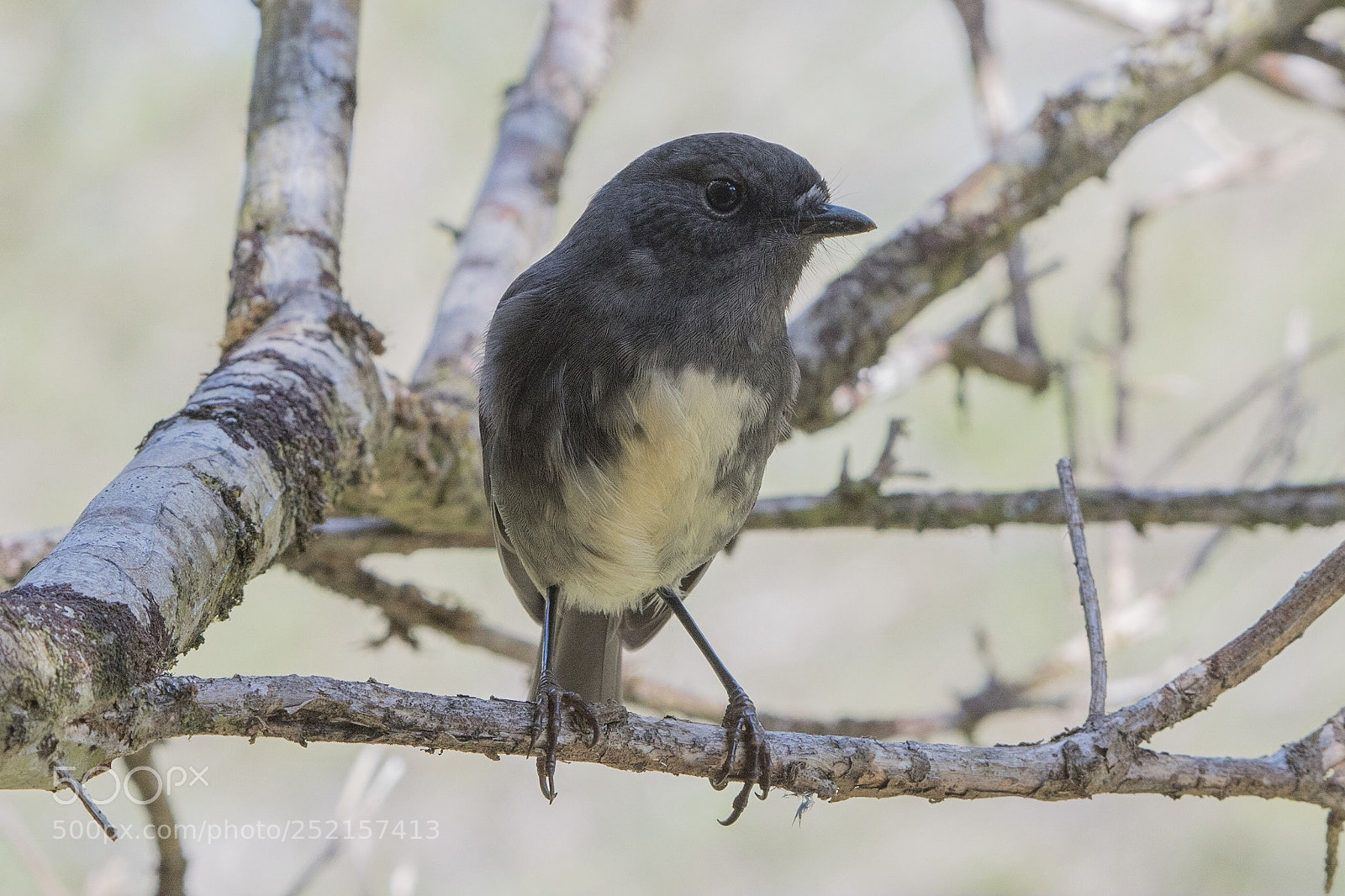 Nikon D500 sample photo. Si robin toutouwai adult photography