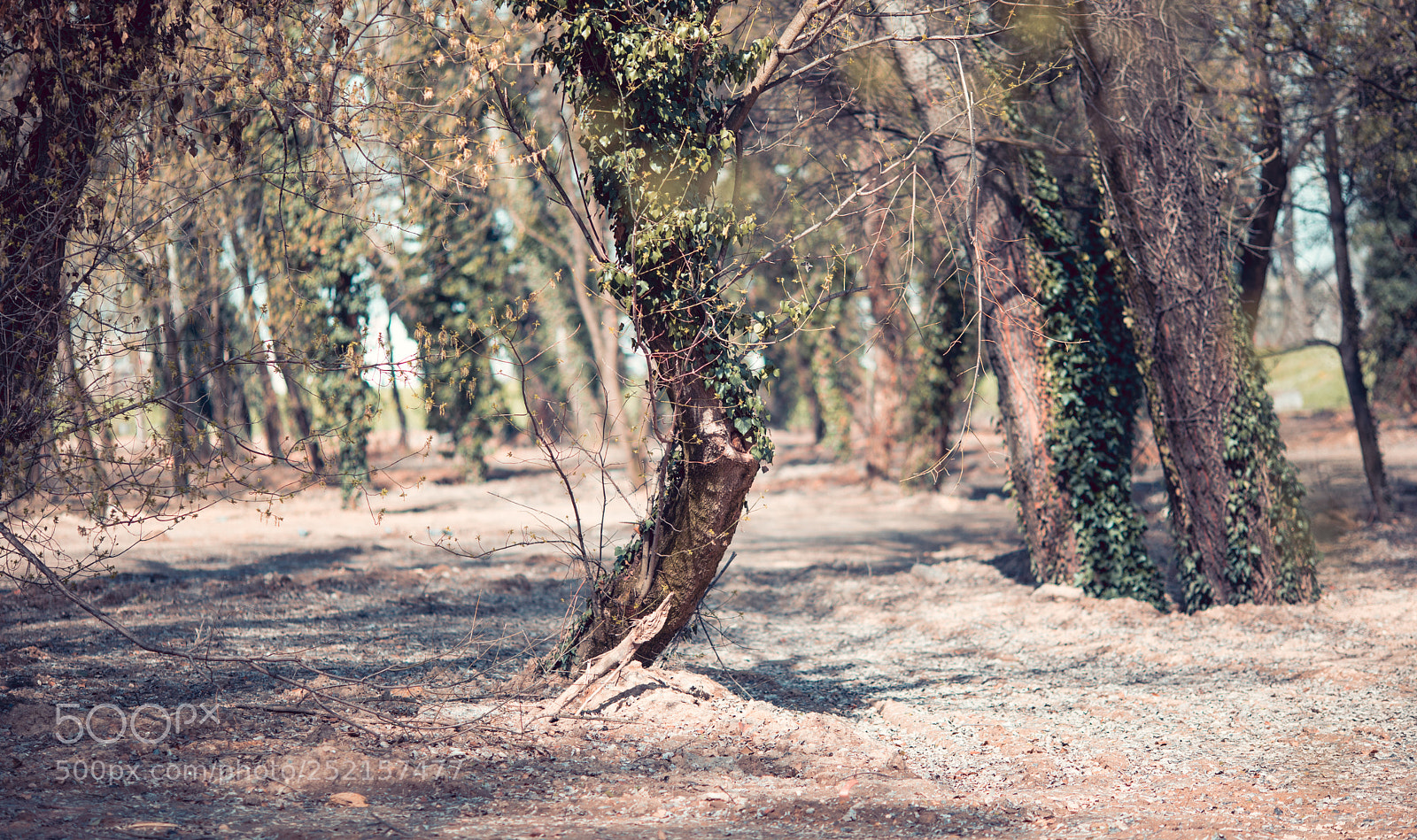 Canon EOS 5D Mark IV sample photo. Early spring photography