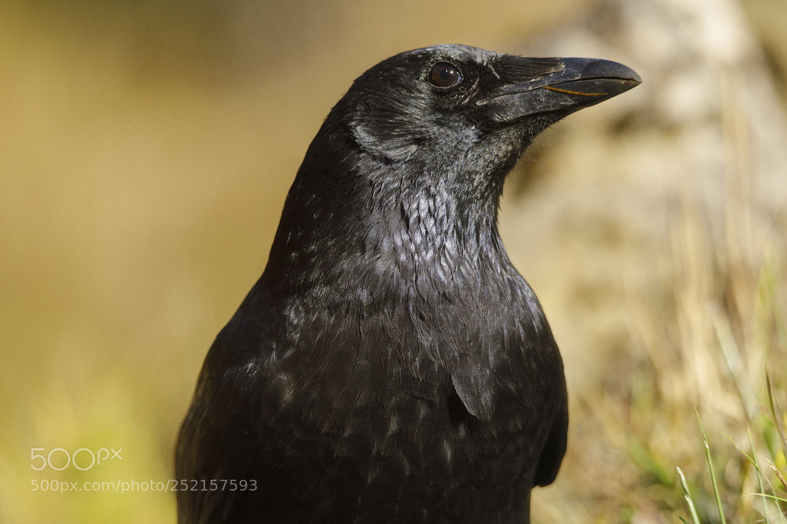 Canon EOS 5D Mark IV sample photo. Corneja comun (corvus corone) photography