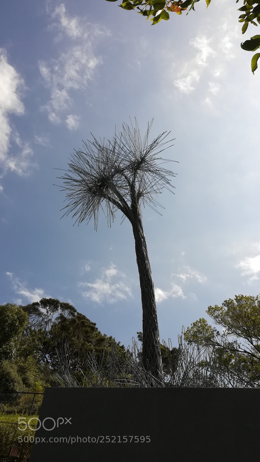 HUAWEI P10 lite sample photo. Tree photography
