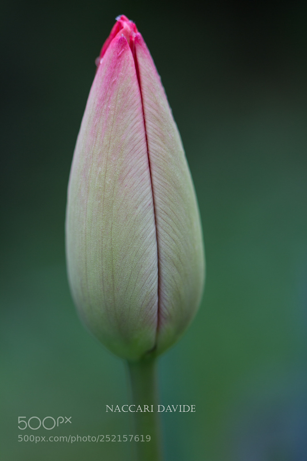 Canon EOS 600D (Rebel EOS T3i / EOS Kiss X5) sample photo. Waiting tulip photography