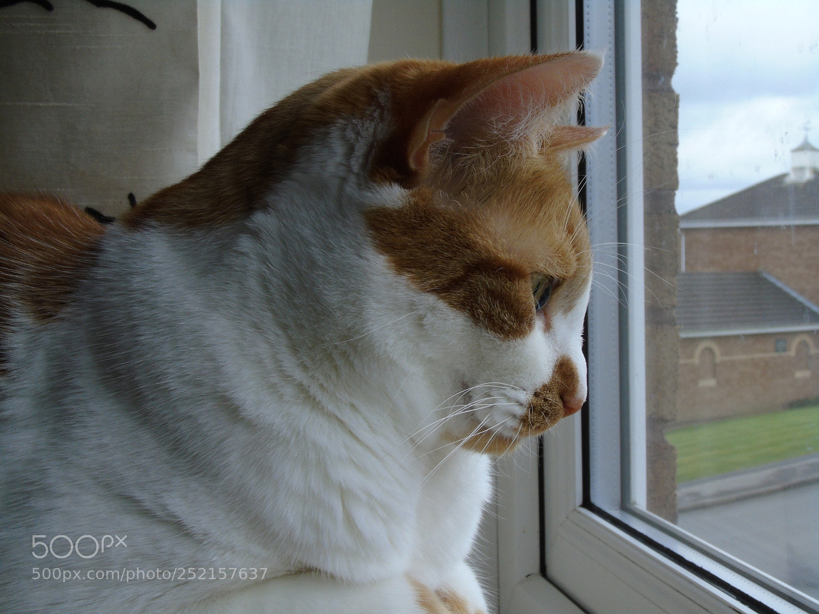 Sony Cyber-shot DSC-H400 sample photo. Valentine looks out of photography
