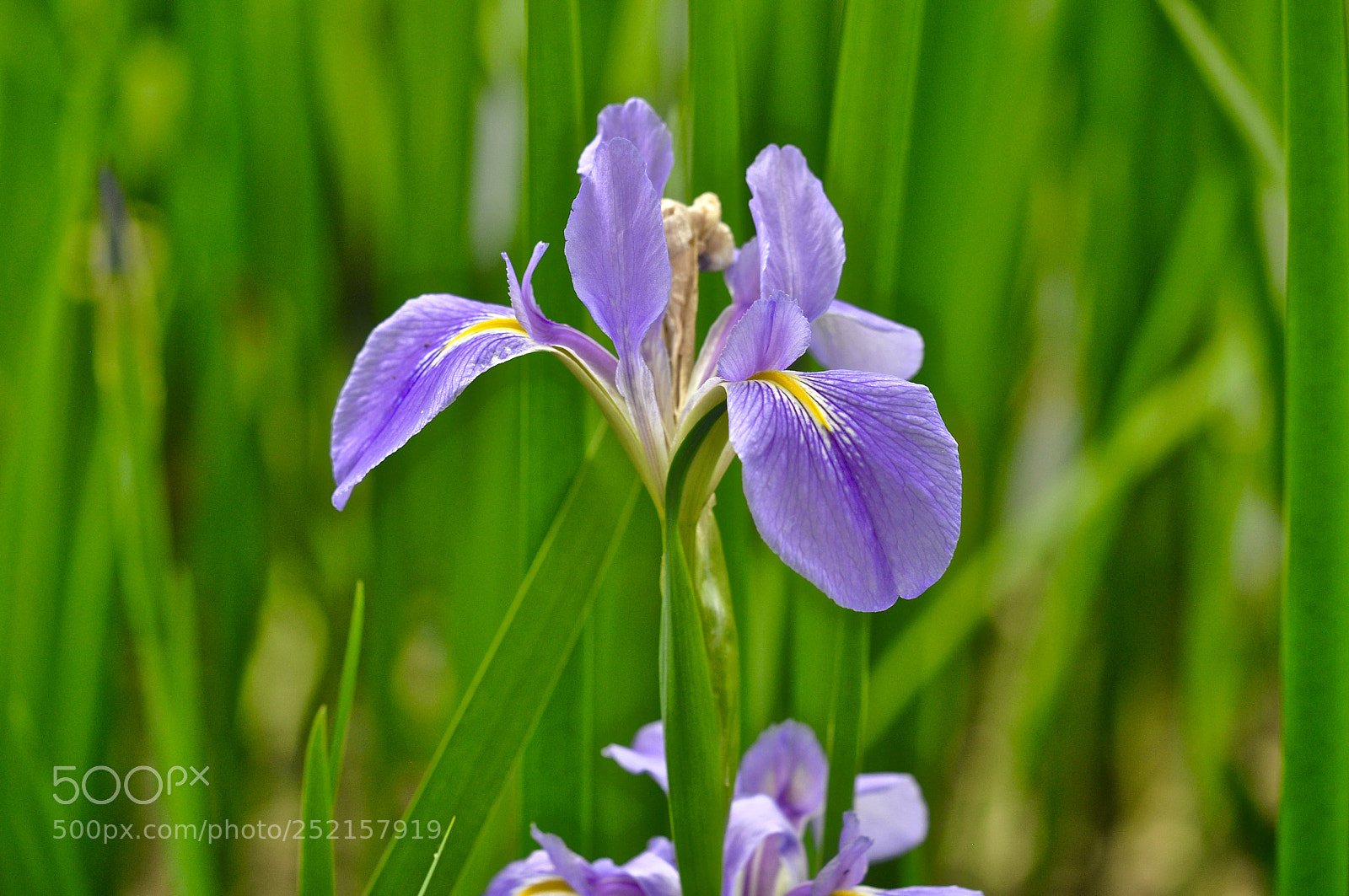 Nikon D90 sample photo. Springtime present photography