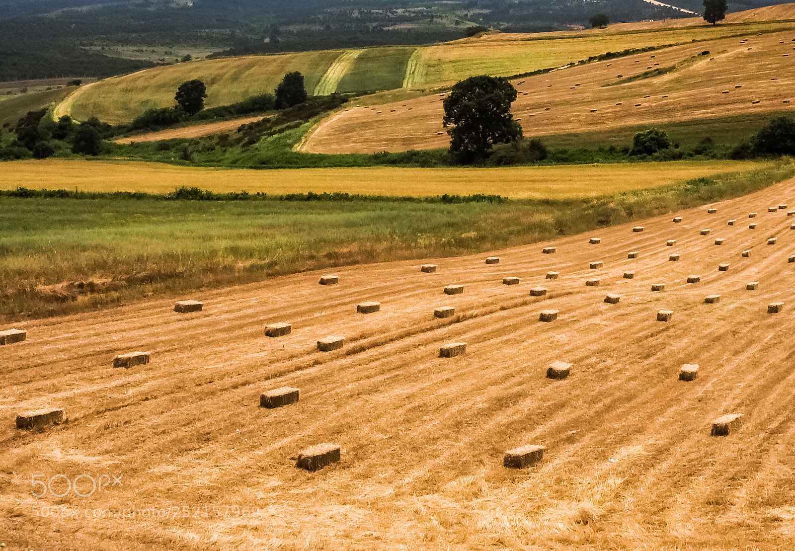 Olympus OM-D E-M1 sample photo. Fields photography