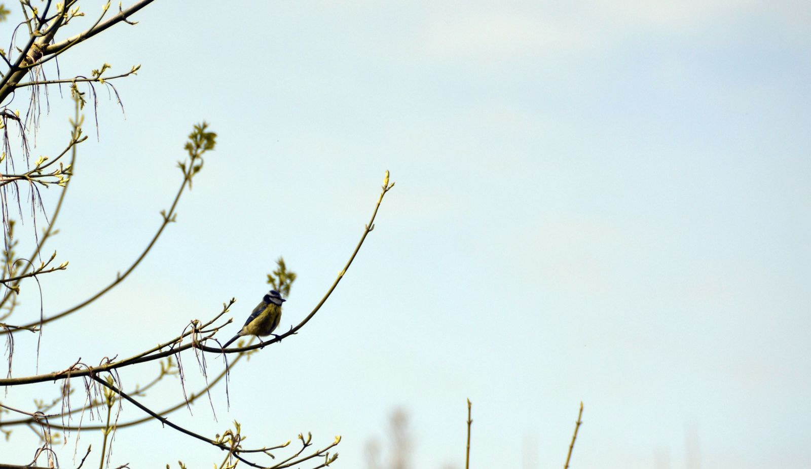 Nikon D7100 sample photo. Branche photography
