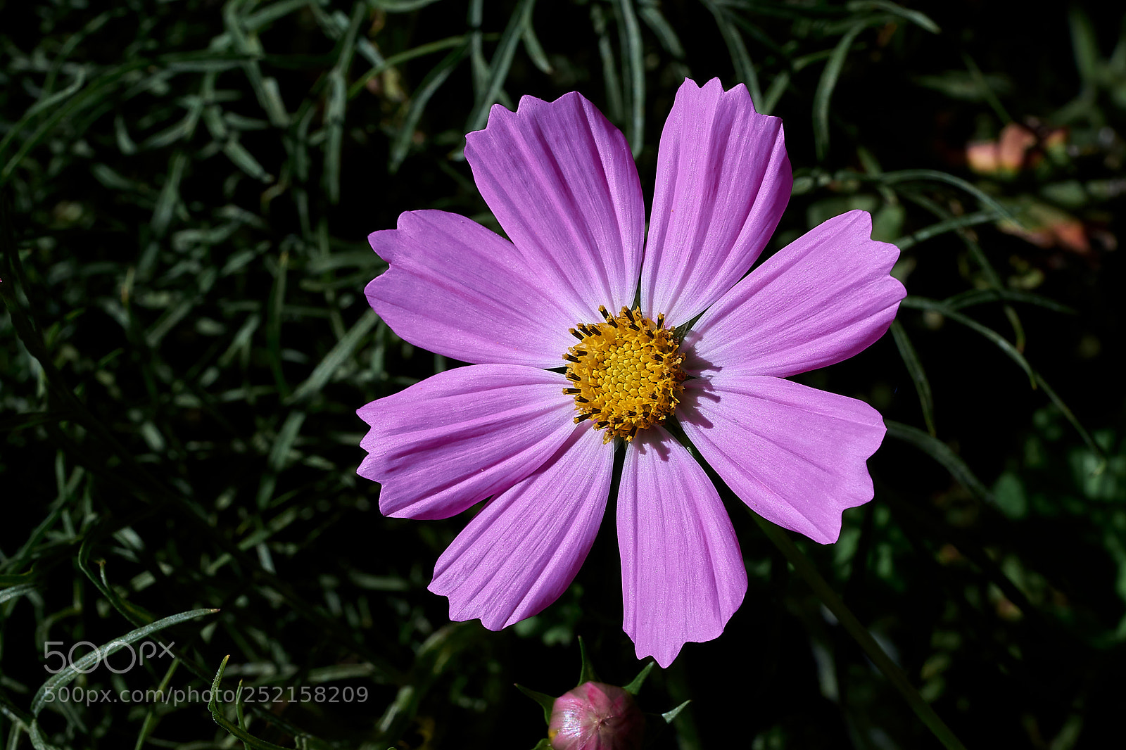 Sony a7 sample photo. Abg_180331_6 photography