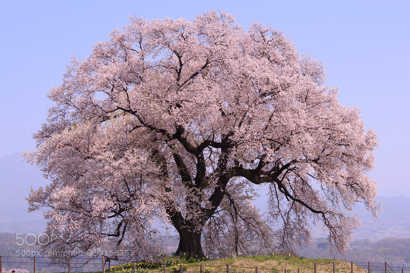Nikon D5500 sample photo. A single cherry tree photography