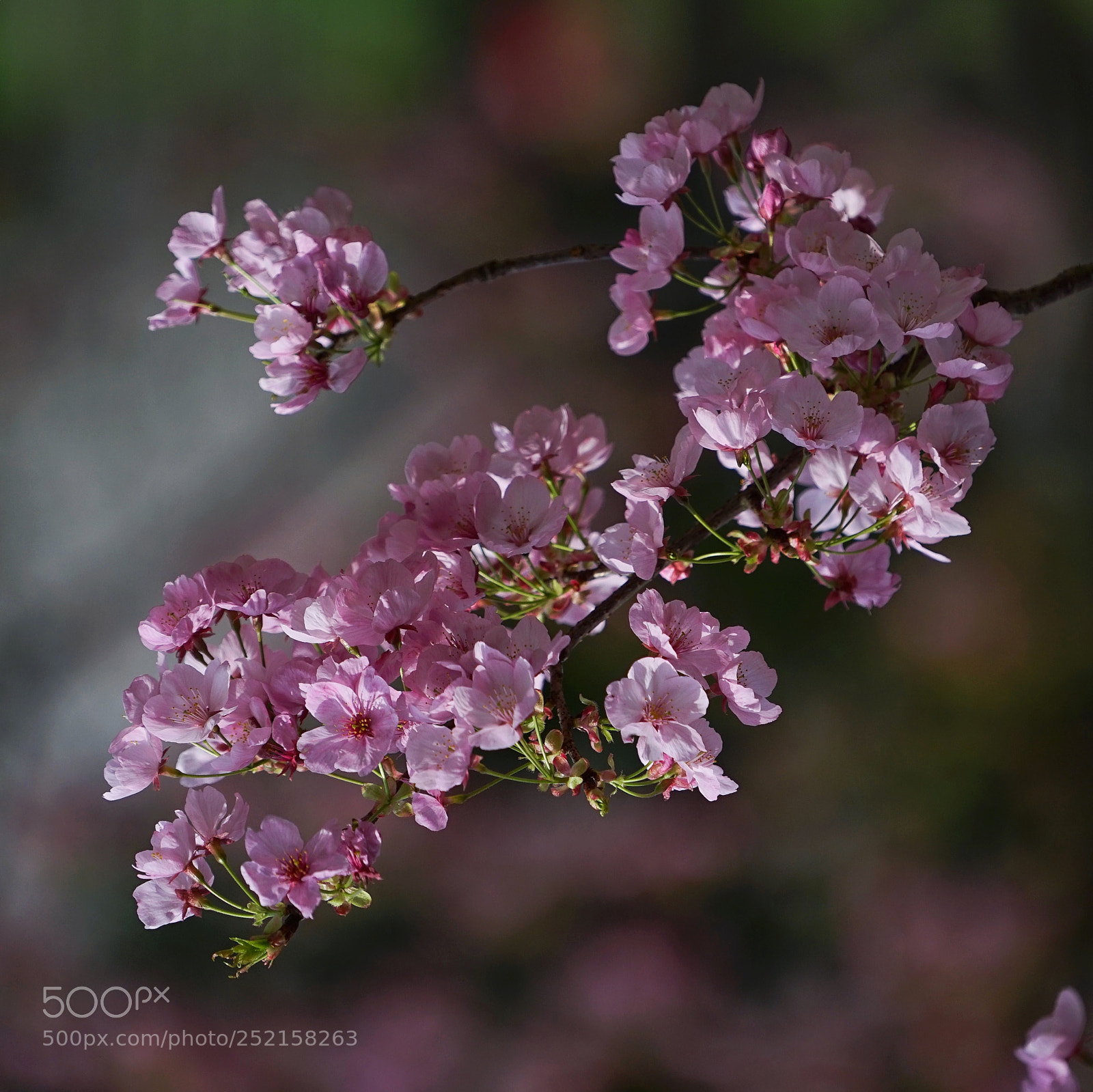 Sony a7 II sample photo. Spring is coming. photography
