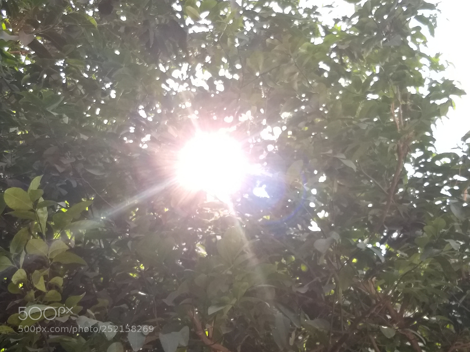 Motorola Moto G (5) Plus sample photo. The sun is peeking photography