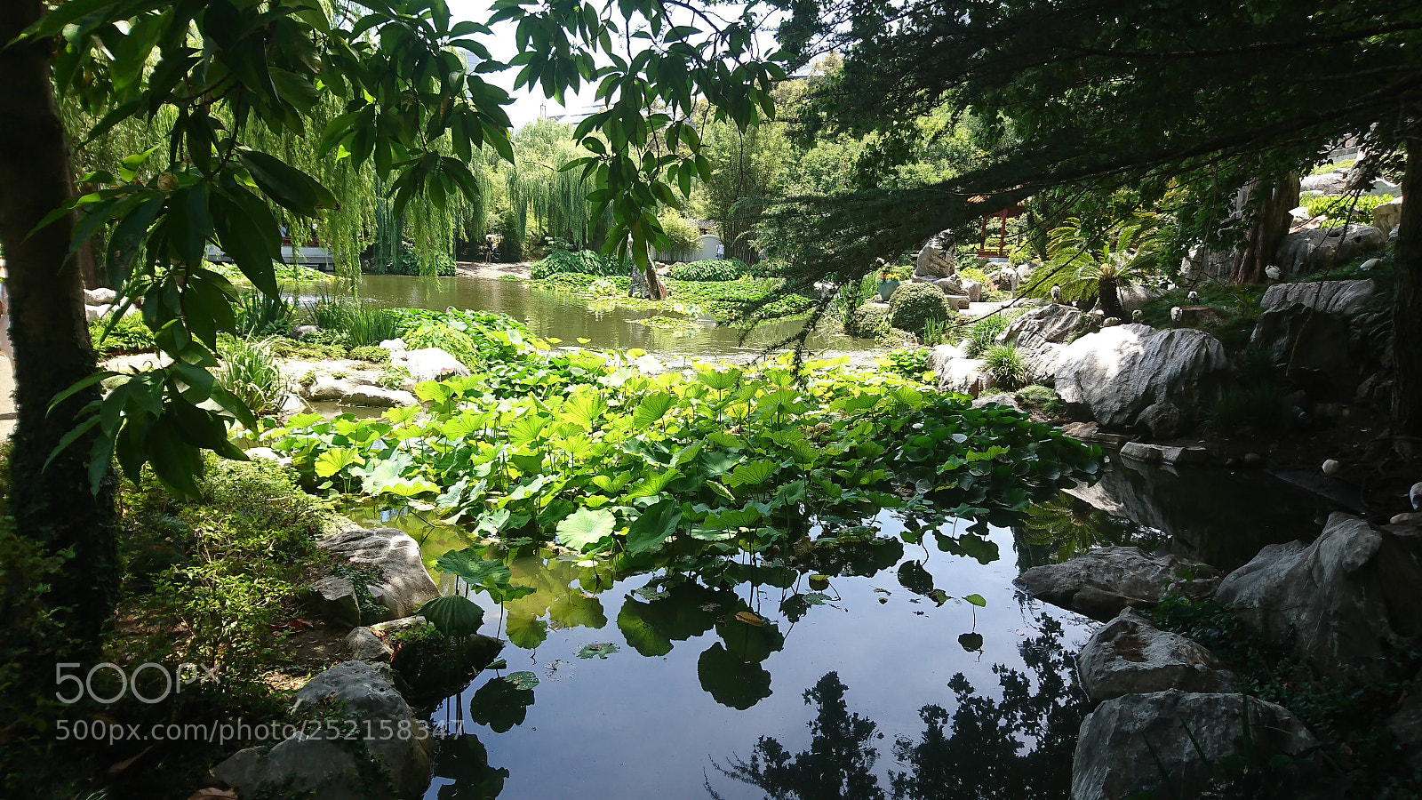 Sony Xperia XZ sample photo. Garden photography