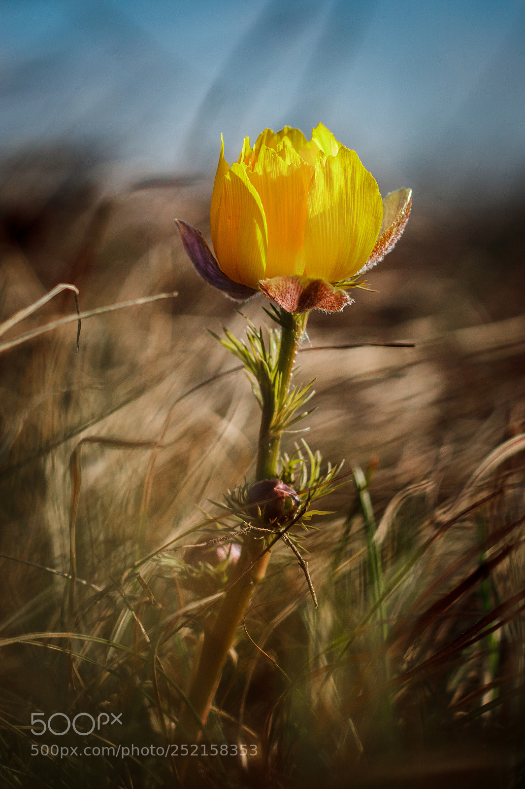 Canon EOS 760D (EOS Rebel T6s / EOS 8000D) sample photo. The first spring flower photography