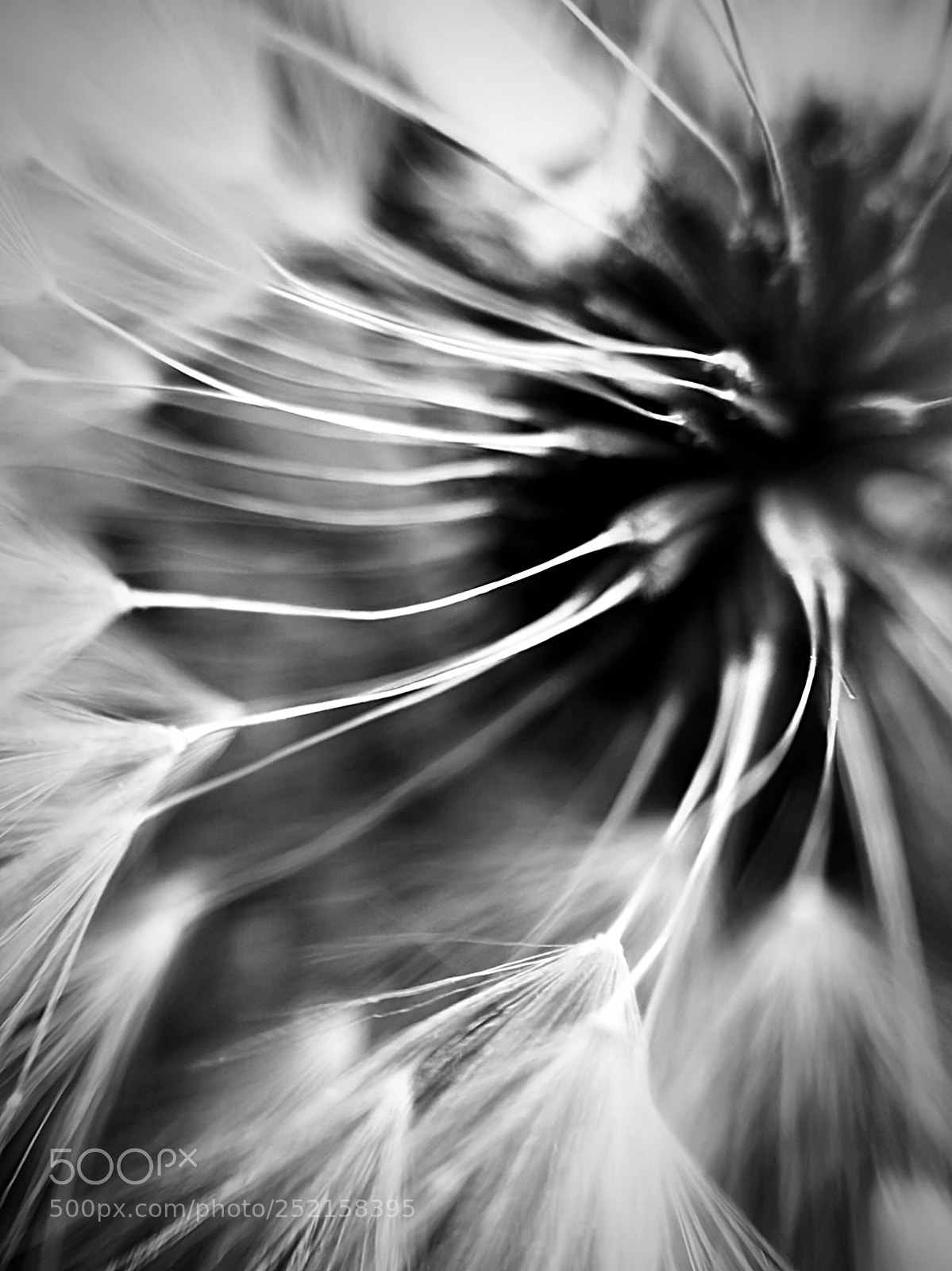 Apple iPhone 7 Plus sample photo. Abstract macro b w photography