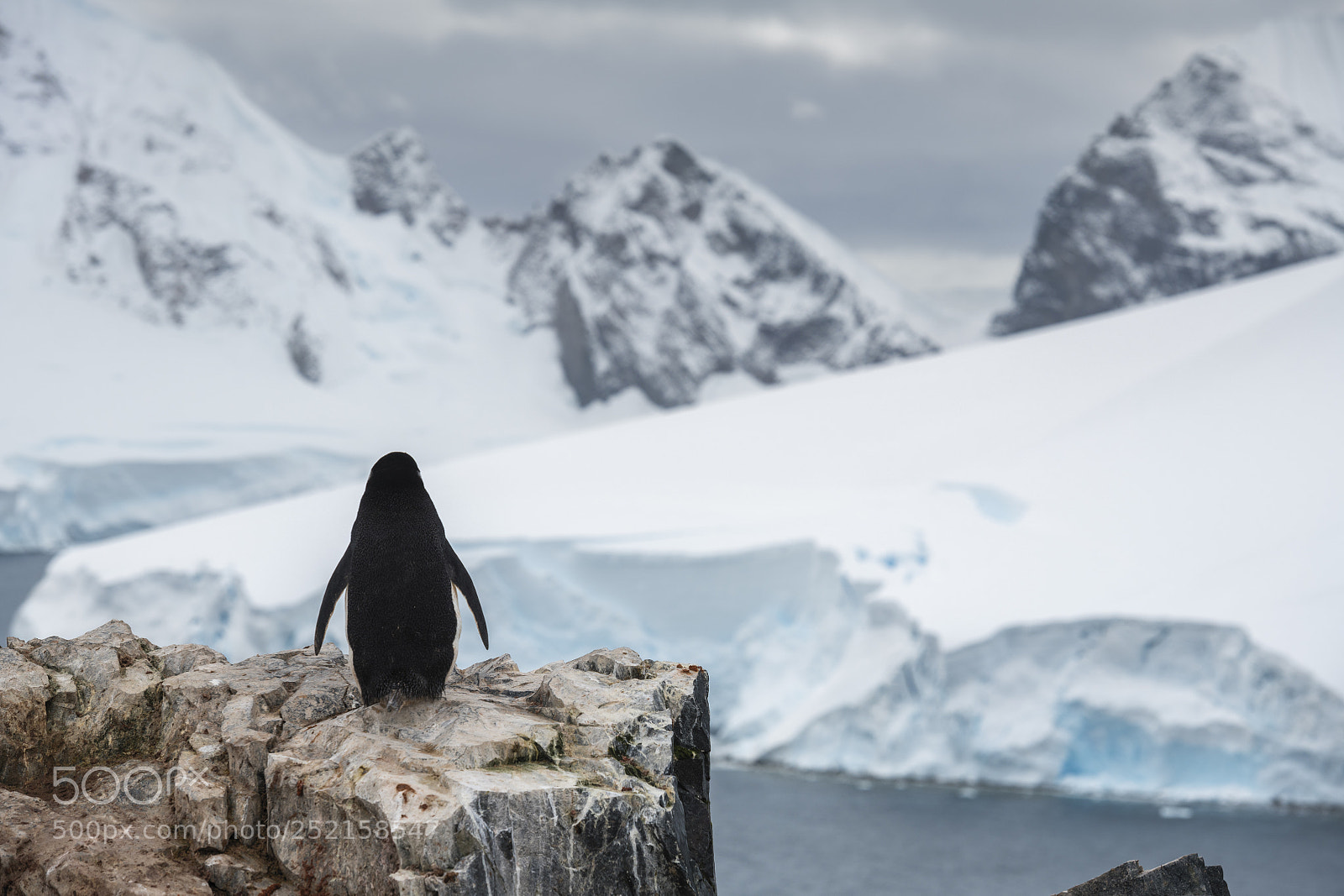 Nikon D850 sample photo. Chinstrap penguin in antarctica. photography