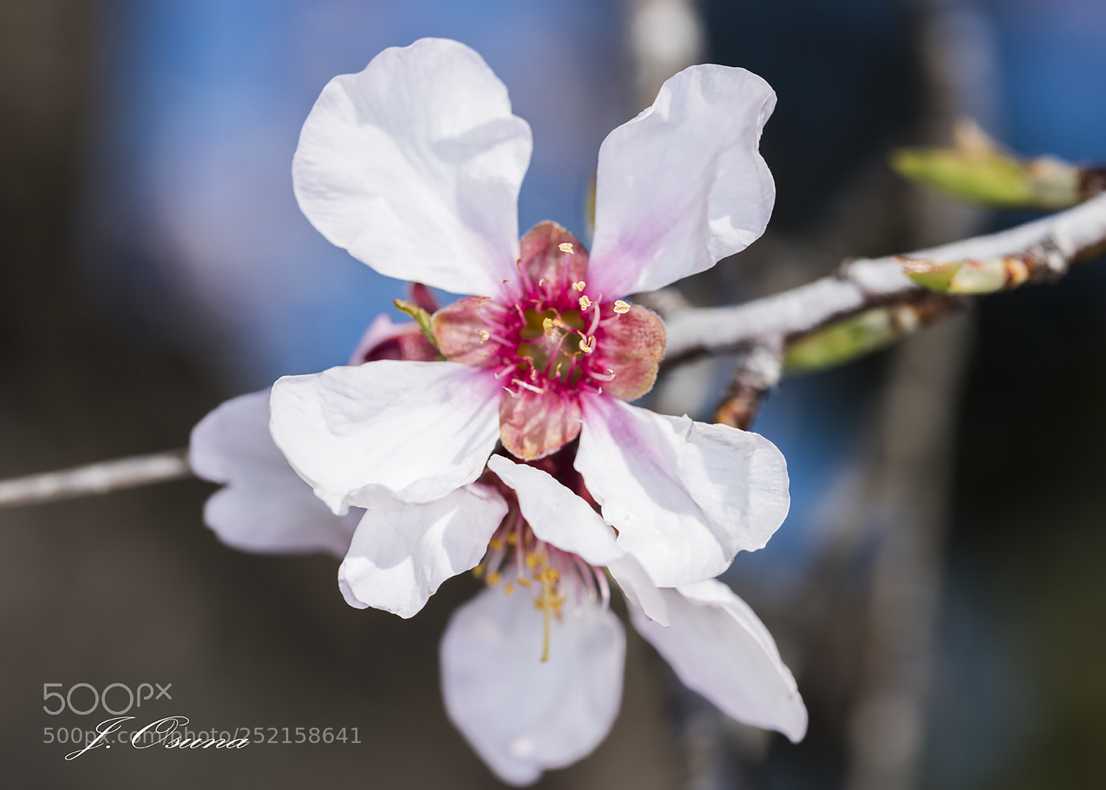 Nikon D810 sample photo. Almendro photography