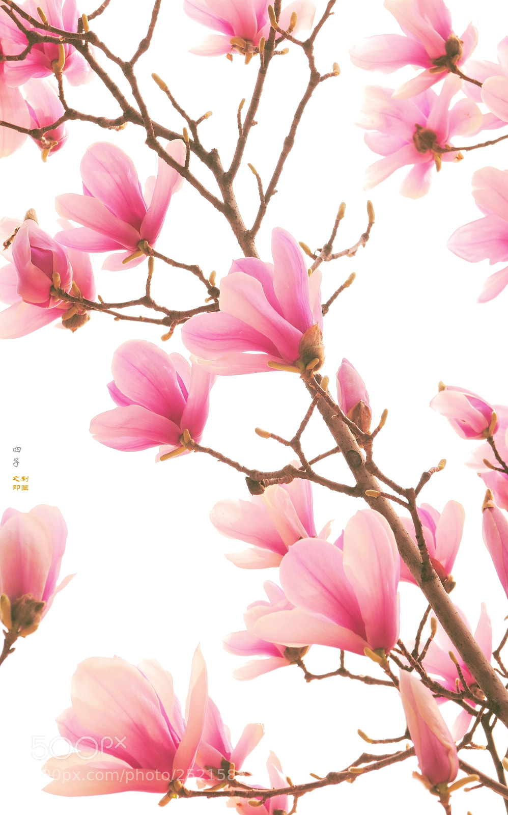 Canon PowerShot G1 X Mark II sample photo. Purple  magnolia photography