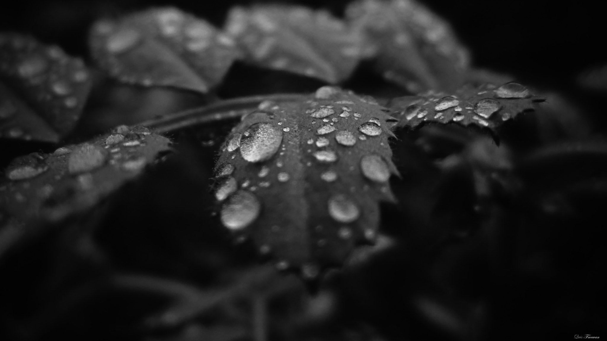 Canon PowerShot SD1400 IS (IXUS 130 / IXY 400F) sample photo. Water drops photography