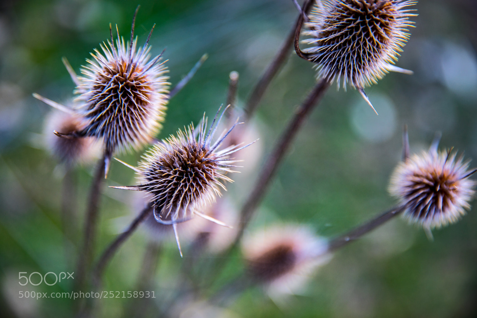 Canon EOS 5D Mark IV sample photo. Plants photography