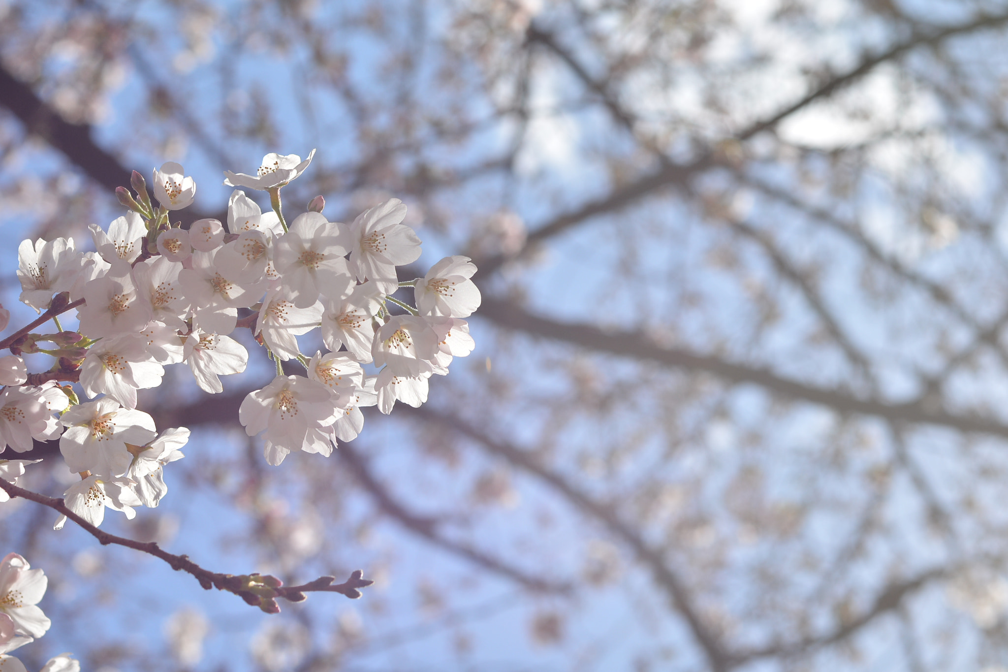Nikon AF Nikkor 50mm F1.4D sample photo. Bloesem photography