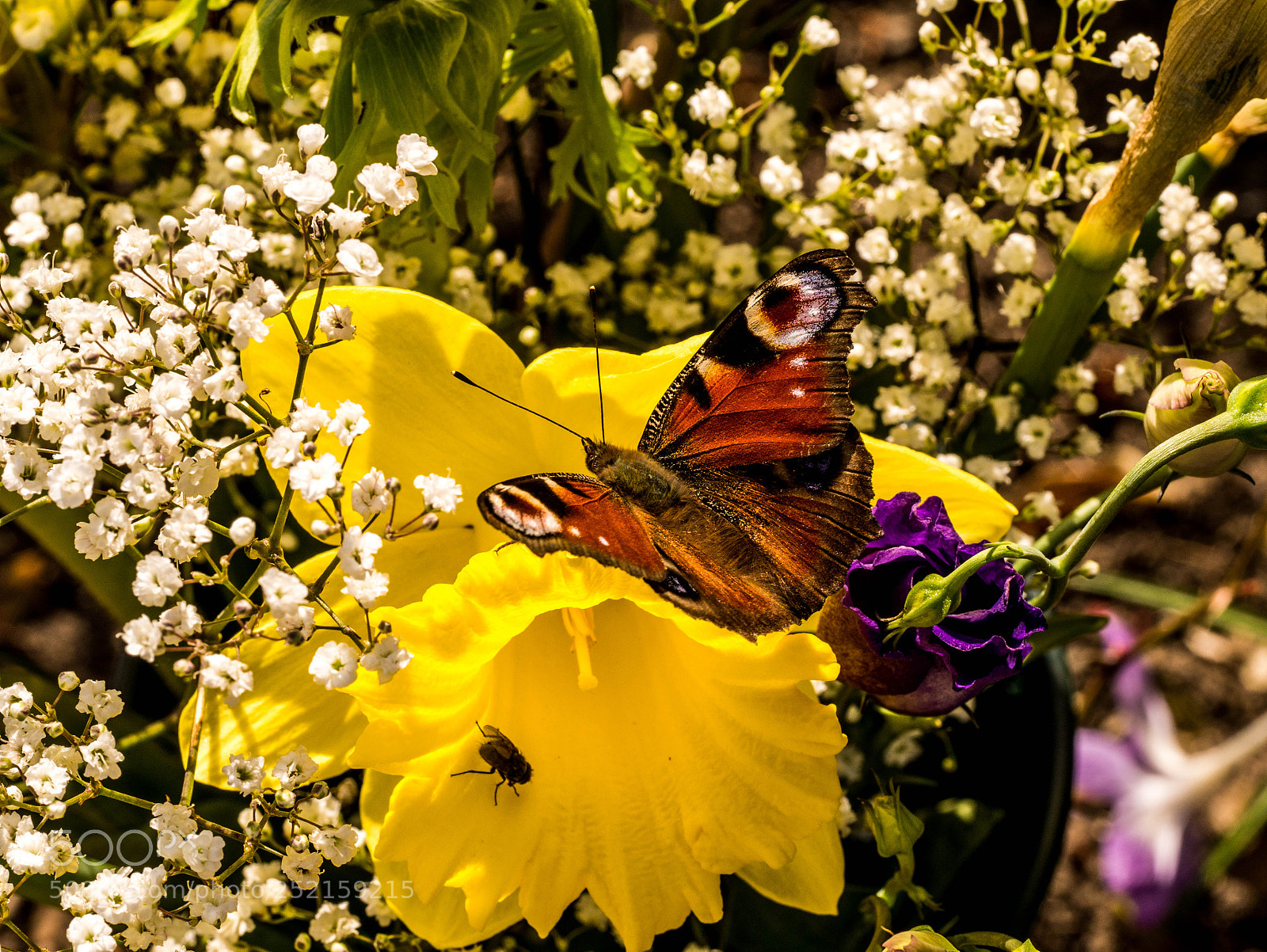 Panasonic DMC-G81 sample photo. Pfauenauge und fliege im photography