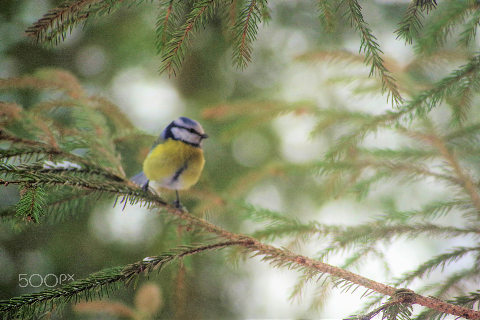 smc PENTAX-F 80-200mm F4.7-5.6 sample photo. Blue tit photography