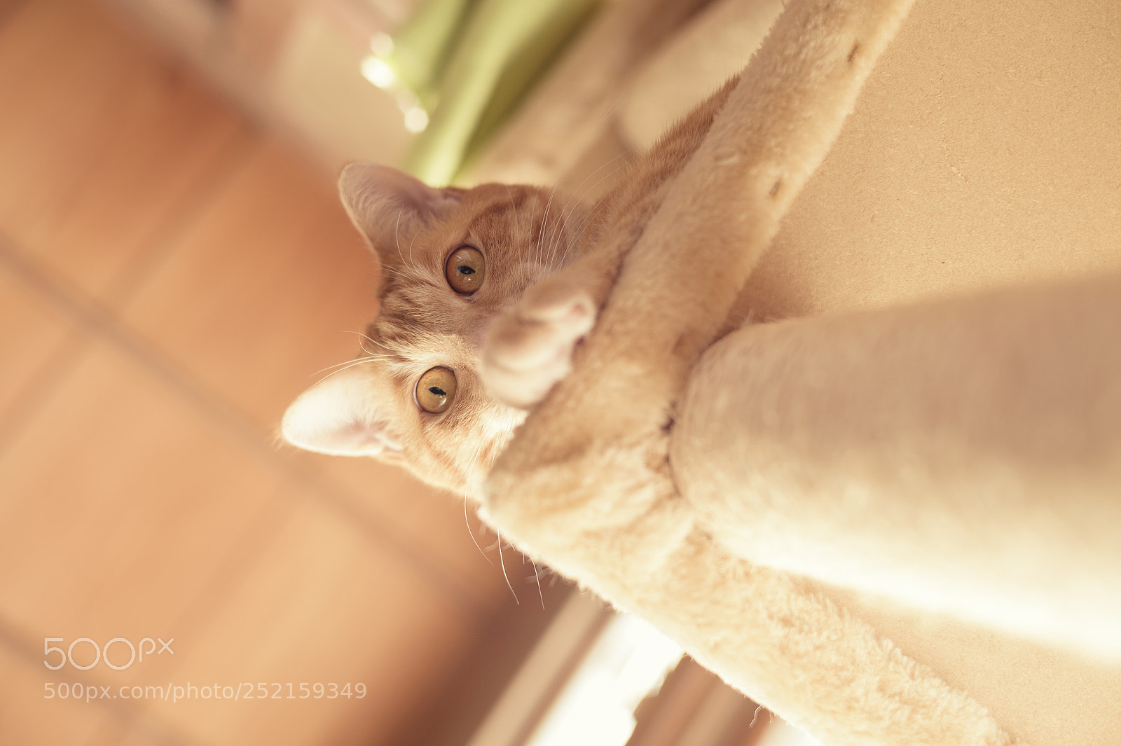 Nikon Df sample photo. Watcher is also watched. #4 photography