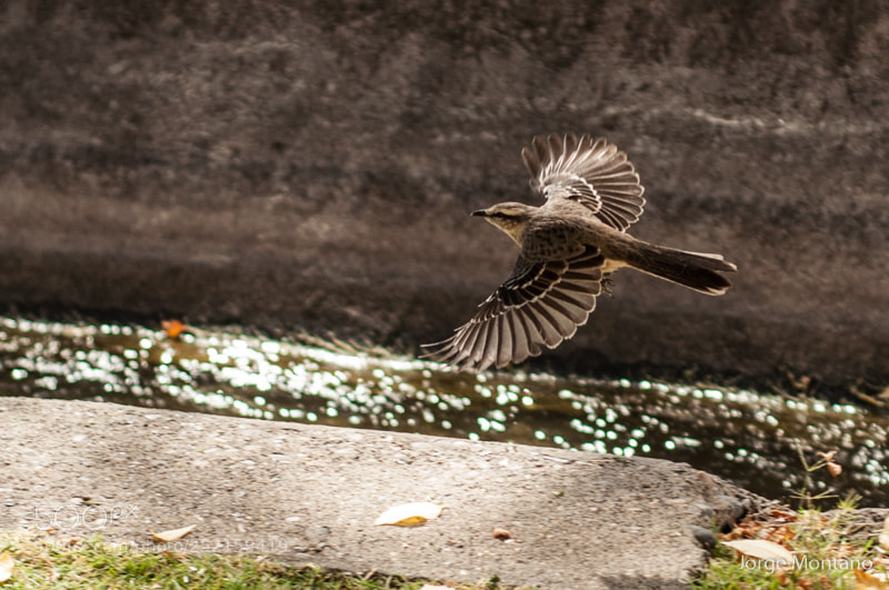 Nikon D90 sample photo. *** photography