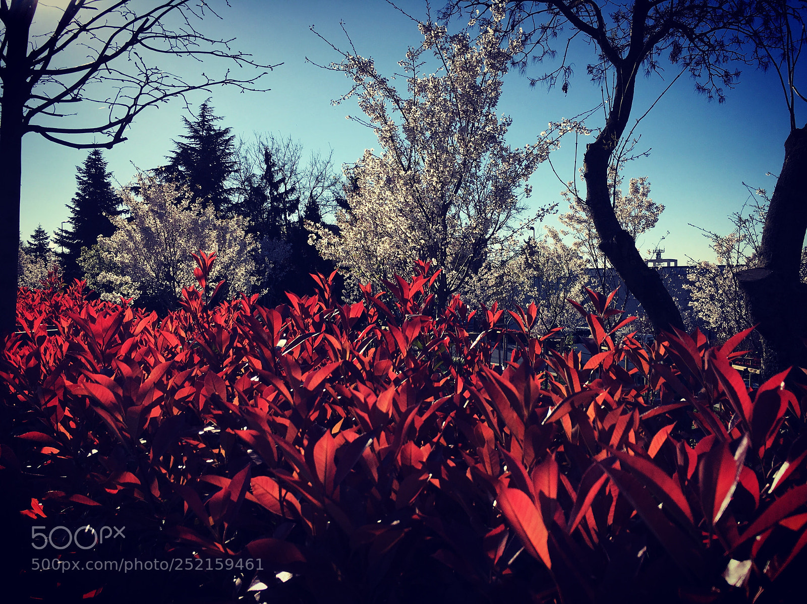 Apple iPhone 6s sample photo. Spring morning photography